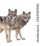 Small photo of wolf and she-wolf isolated on white background
