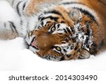 Tiger Lying In The Snow...