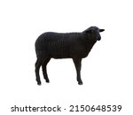 Small photo of black sheep isolated on white background