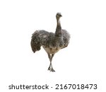 ostrich (rhea pennata) stand isolated on white background