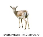 mouflon (ovis musimon) isolated on white background