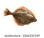 Small photo of Baltic sea flounder isolated on white background