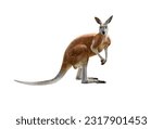 Red kangaroo isolated on white...