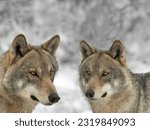 Small photo of Wolf and she-wolf close-up on the background of a blurry forest