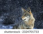 Small photo of portrait of a she-wolf against the background of falling snow
