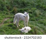 Small photo of arctic She-wolf and little wolf cub on green grass