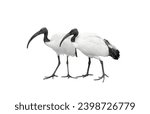 Two african sacred ibis...