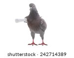 Pigeon with the letter under a...