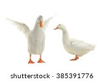 Duck On A White Background