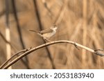 A Blunt-winged Warbler on a dry stem