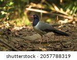 A Coral Billed Ground Cuckoo On ...