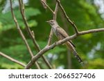Small photo of The attractive Plaintive Cuckoo posing on a branch