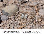Killdeer nest on Rocks with Eggs