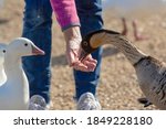 Nene goose feeding out of a ladys hand and ross's geese waiting to be fed next.