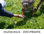 Greylag geese standing on grass, one feeding out of the palm of a hand.