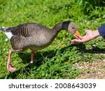 Greylag goose helping itself to food out of the palm of a hand, cute. 