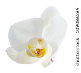 White Orchid Flower Isolated On ...