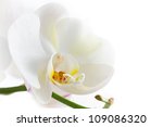 White Orchid On White Background