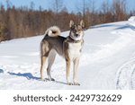 Small photo of Siberian Laika