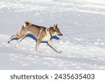 Small photo of A red Siberian Laika runs through clean snow on a clear day. Close-up