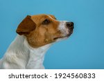 dog pet jack russell terrier on ... | Shutterstock . vector #1924560833