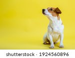 dog pet jack russell terrier on ... | Shutterstock . vector #1924560896