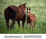 Small photo of Baby horse filly or colt with sorrel mother in green meadow