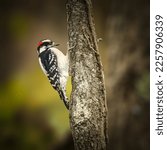 Woodpecker. A Small Bird Is...