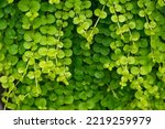     Creeping jenny vines, green and fresh background           