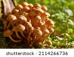 Mushrooms Of Honey Mushrooms...