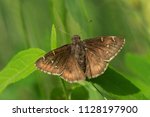 Northern Cloudywing Butterfly...