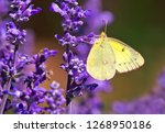 Clouded Sulphur Butterfly...