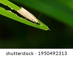 Small photo of A Topiary Grass-veneer is resting on a partially eaten green leaf. Also known as a Cranberry Girdler or Subterranean Sod Webworm. Taylor Creek Park, Toronto, Ontario, Canada.