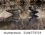 A male and female Wood Duck are facing each other on the surface of a small pond of water. Also known as a Carolina Duck. Taylor Creek Park, Toronto, Ontario, Canada.