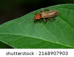 Small photo of A Livid Soldier Beetle is resting on a green leaf. Taylor Creek Park, Toronto, Ontario, Canada.