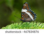 White Admiral Butterfly Perched ...