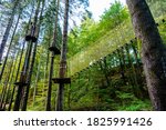 Small photo of Grizedale Forest UK 1st Oct 2020 Go Ape Adventure. Found in many of the national parks and local recreation grounds