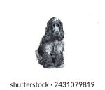 Small photo of A calm cocker spaniel with glossy coat sits dignified against a white background