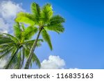 An image of two nice palm trees in the blue sunny sky