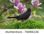 Male Blackbird  Turdus Merula ...