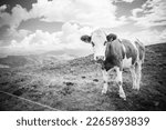 cow black white in the alps with clouds perfect weather