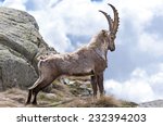 Steinbock. Alpine Ibex  Capra...