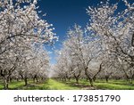 Almond trees blooming in orchard against blue, Spring sky.