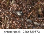 Ruby-crowned Kinglet (regulus calendula) perched in a bunch of dry leaves