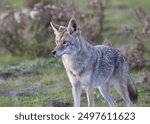 Closeup of a Coyote (canis latrans)