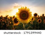 Sunflowers in the field, summertime agricultural background. close-up, selective focus