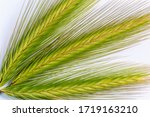 Small photo of Hordeum murinum. Detail of the elongated ears of the plant. Mouse barley, wall barley