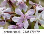 Small photo of Saponaria officinalis. Detail of the flowers of soapwort.