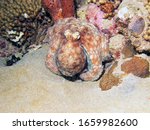 Small photo of Caribbean Reef Octopus (Octopus briareus)
