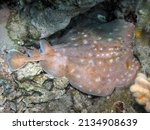 Small photo of A Marbled Torpedo Ray (Torpedo marmorata) in the Red Sea, Egypt